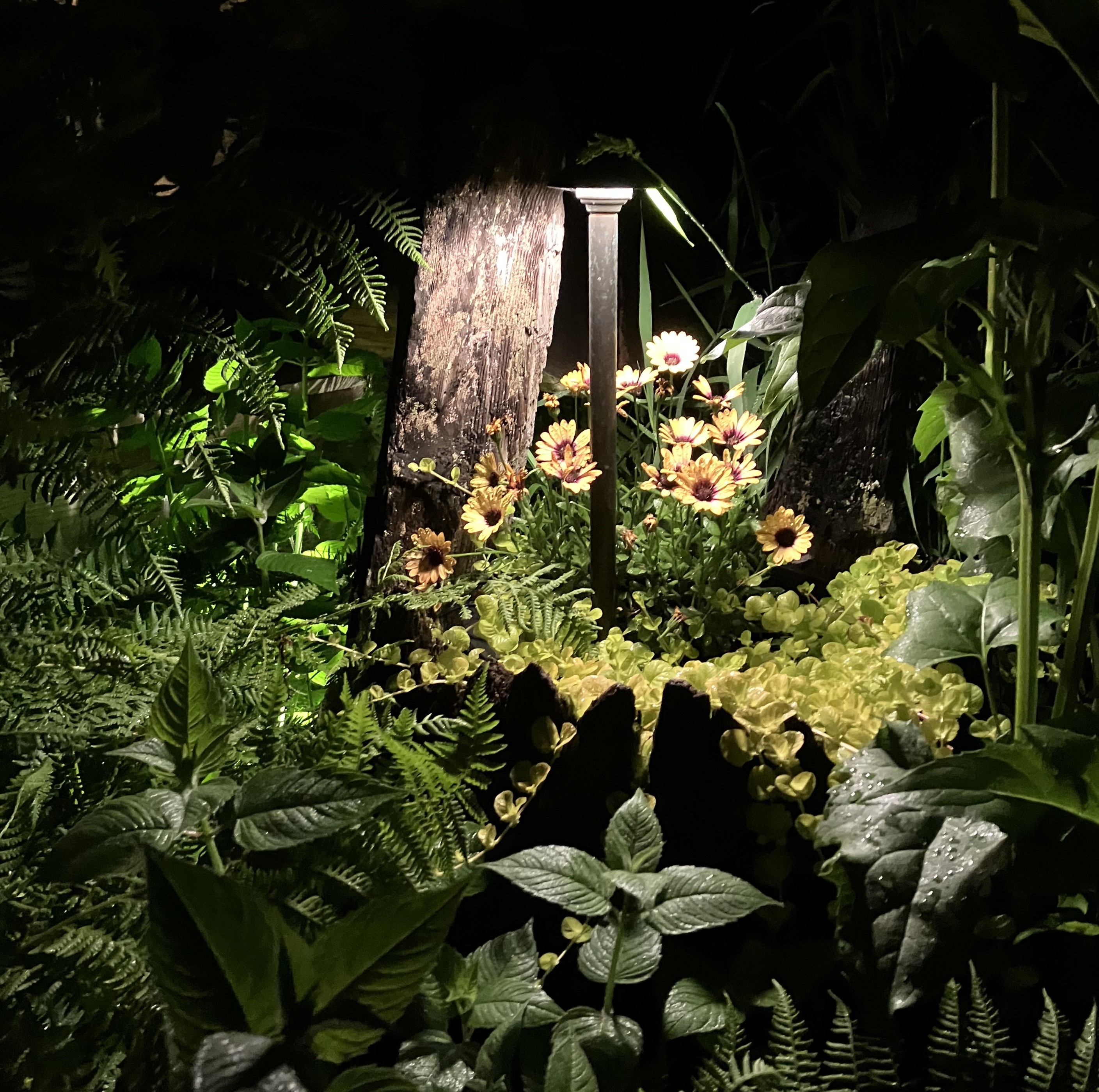 Garden spotlight illuminating flowers and ferns